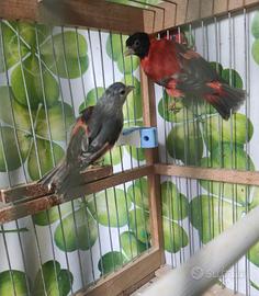 Cardinalini del Venezuela 
