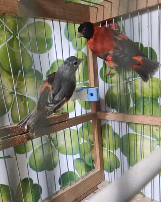 Cardinalini del Venezuela 