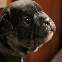 Bulldog francese