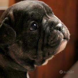 Bulldog francese