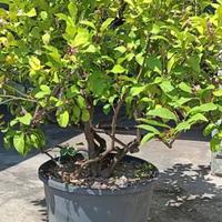 Pianta di limone 4 stagioni – sana e produttiva