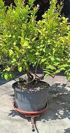 Pianta di limone 4 stagioni – sana e produttiva