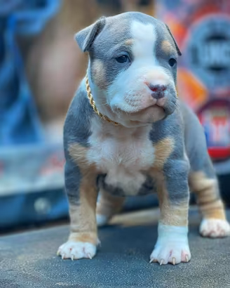 American pitbull terrier ukc