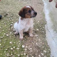 Cuccioli mamma incrocio yorkshire