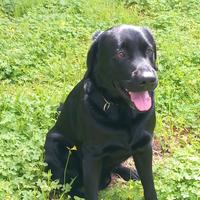 Labrador disponibile per monta