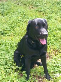 Labrador disponibile per monta