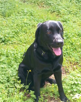 Labrador maschio disponibile per monta