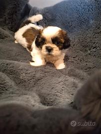 Cuccioli Shitzu