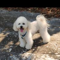 Cucciolo di Barboncino Toy
