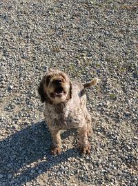 Lagotto Romagnolo da tartufo 