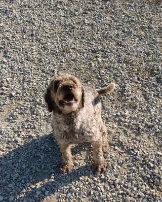Lagotto Romagnolo da tartufo 