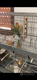 Coppia Pappagalli inseparabili roseicollis