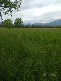 Terreno agricolo prato polifita