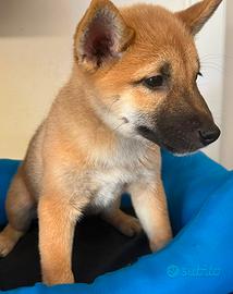 Shiba inu