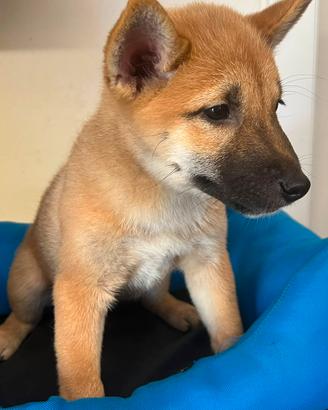 Shiba inu