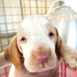 Bracco Italiano