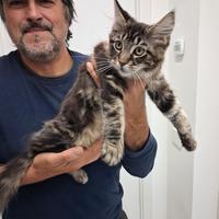 Cucciola di Maine Coon con pedigree