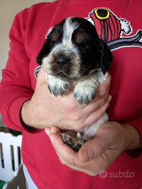 Cocker spaniel inglesi