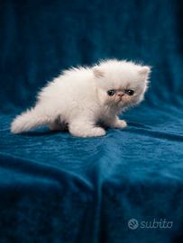 Gatti Persiani e Exotic con pedigree