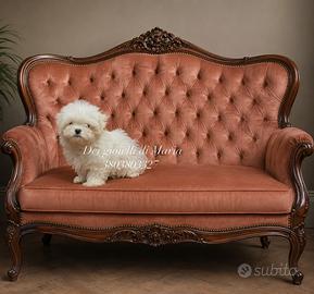 Piccoli cuccioli di maltese