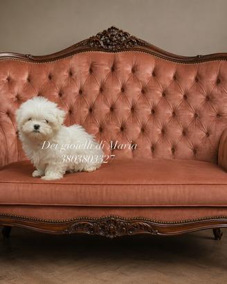 Piccoli cuccioli di maltese maschietti