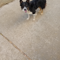 Border collie