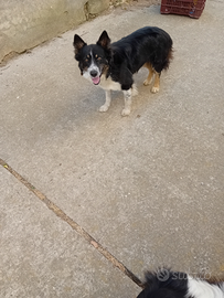 Border collie