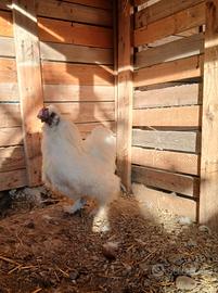 Moroseta Galli-galline