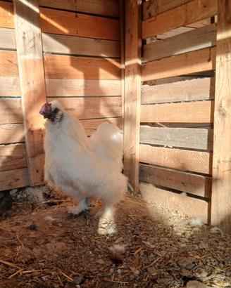 Moroseta Galli-galline