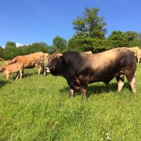 Vacche e manze, figliate e gravide