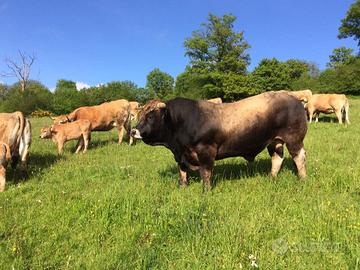 Vacche e manze, figliate e gravide