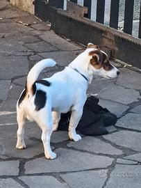 Jack russel