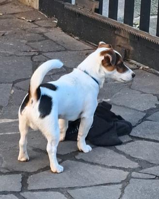 Jack russel