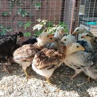 ARAUCANA dalle uova celesti