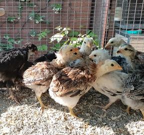 ARAUCANA dalle uova celesti