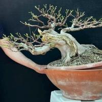 Bonsai di ficus 