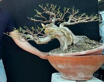 Bonsai di ficus 