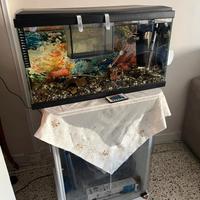 acquario 