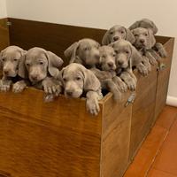 CUCCIOLI WEIMARANER pedigree expo