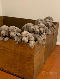 CUCCIOLI WEIMARANER pedigree expo