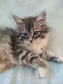 Gattini siberiani ipoallergenici