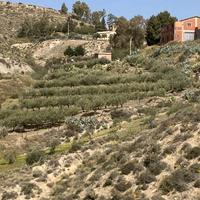 Terreno uliveto e casa
