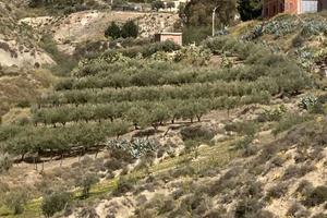 Terreno uliveto e casa