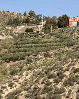Terreno uliveto e casa
