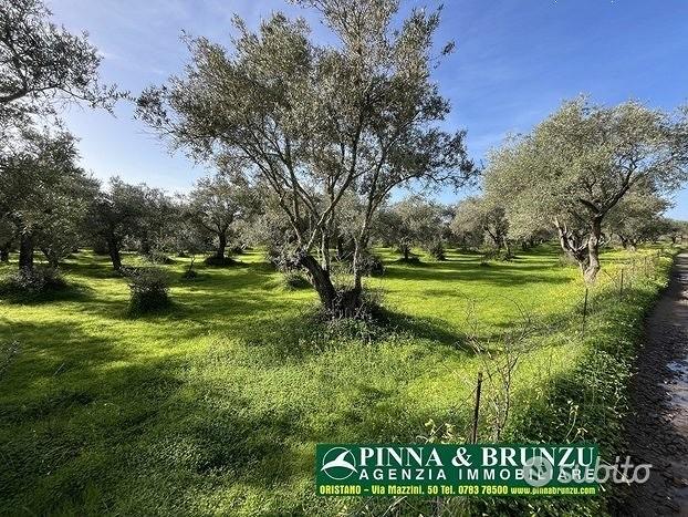 Oristano - ULIVETO 1.000 piante FORTE RIBASSO - Vista 4