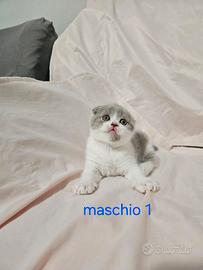Cuccioli scottish fold e straght