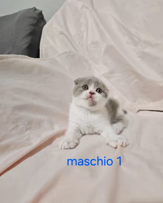 Cuccioli scottish fold e straght