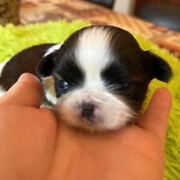 Cuccioli Shih Tzu Imperial (mini)