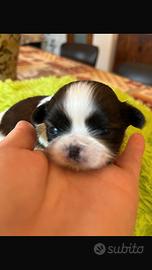 Cuccioli Shih Tzu Imperial (mini)