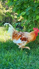 Gallo
